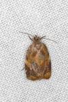 Ditula angustiorana