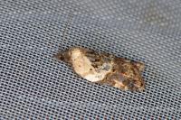 Acleris variegana