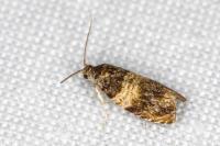 Celypha aurofasciana