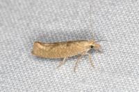 Ypsolopha alpella