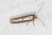 Parahyponomeuta egregiella