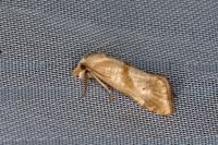 Cochylimorpha