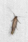 Scythris