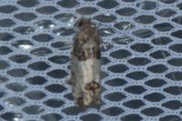 Spilonota ocellana
