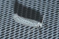 Yponomeuta evonymella