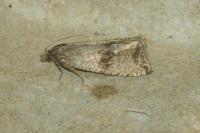 Celypha striana