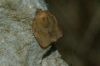 Clepsis consimilana