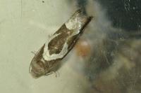 Epiblema foenella