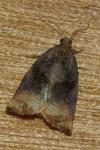 Archips podana