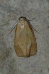 Phtheochroa inopiana