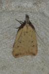 Dichomeris limosella