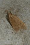 Helcystogramma lutatella