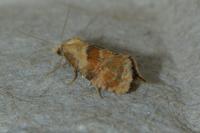 Cochylidia rupicola