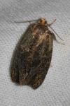 Ptycholoma lecheana
