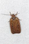 Agonopterix scopariella