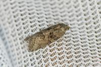 Cnephasia