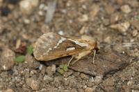 Korscheltellus lupulinus