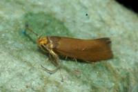 Crassa unitella