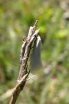 Elachista argentella