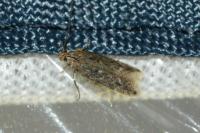 Scrobipalpa