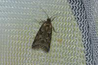 Cnephasia