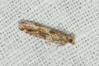 Crocidosema plebejana