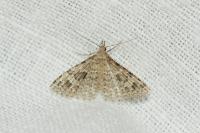 Alucita hexadactyla