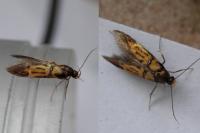 Schiffermuelleria schaefferella