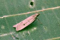 Acompsia tripunctella