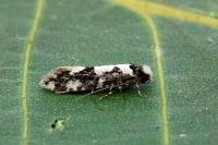 Neurothaumasia ankerella