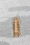 Scrobipalpa