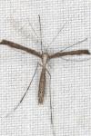 Agdistis