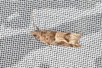 Crocidosema plebejana