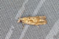Eucosma