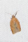 Clepsis consimilana