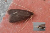 Homaloxestis briantiella