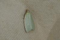 Tortrix viridana