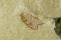 Aleimma loeflingiana