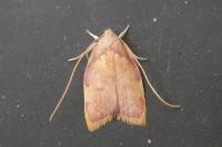 Carcina quercana