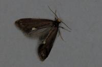 Psychoides filicivora