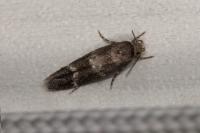 Mompha subbistrigella