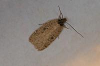 Agonopterix subpropinquella