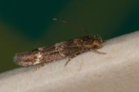 Mompha subbistrigella