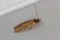 Agonopterix subpropinquella