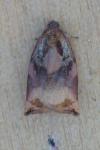 Archips podana