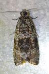 Celypha lacunana