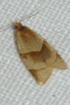 Clepsis rurinana