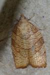 Pandemis corylana
