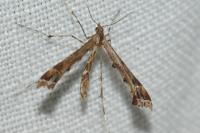 Amblyptilia acanthadactyla