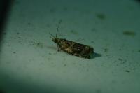 Celypha lacunana